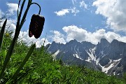 26 Fritillaria con vista sulle Piccole Dolomiti Scalvine